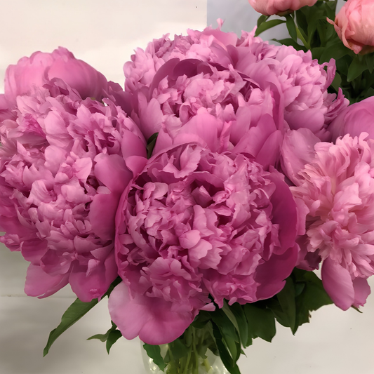 Monsieur Jules Elie Peony