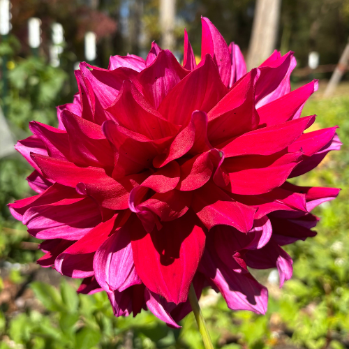 My Hero Dahlia Tuber