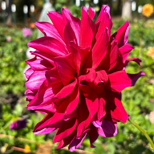 My Hero Dahlia Tuber