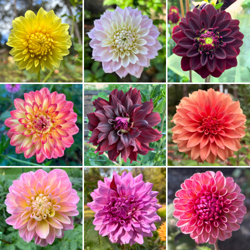 Mystery Dahlia Tuber