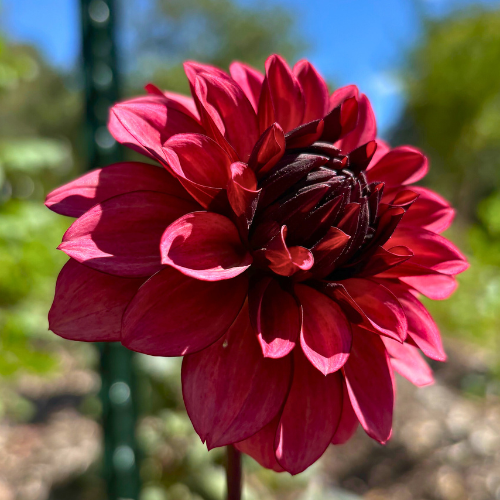 Night Silence Dahlia