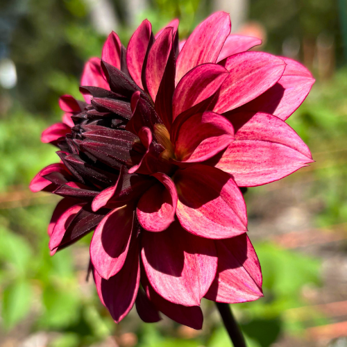 Night Silence Dahlia