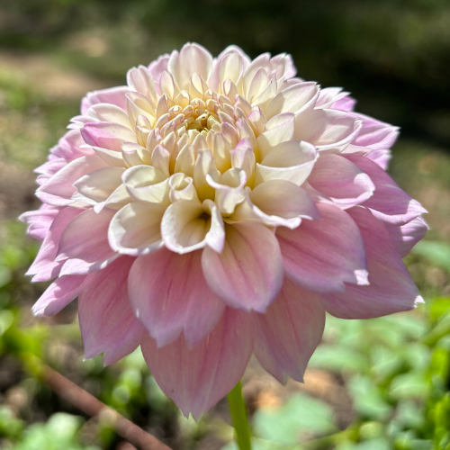 Opal Dahlia Tuber