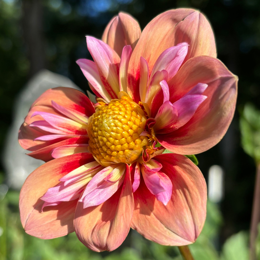 Orange Hype Dahlia