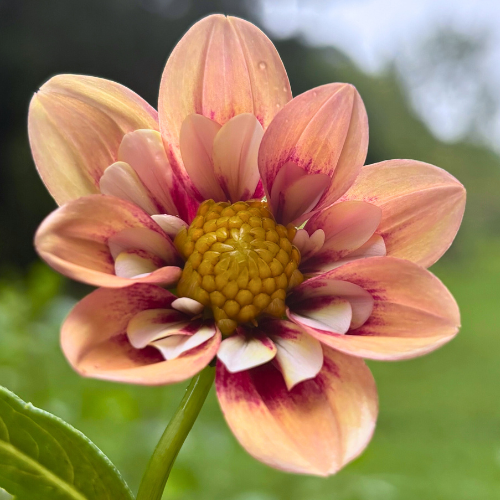 Rhubarb and Custard Dahlia Tuber - Dahlia Flowers In Bloom