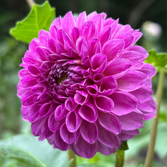 Robann Royal
