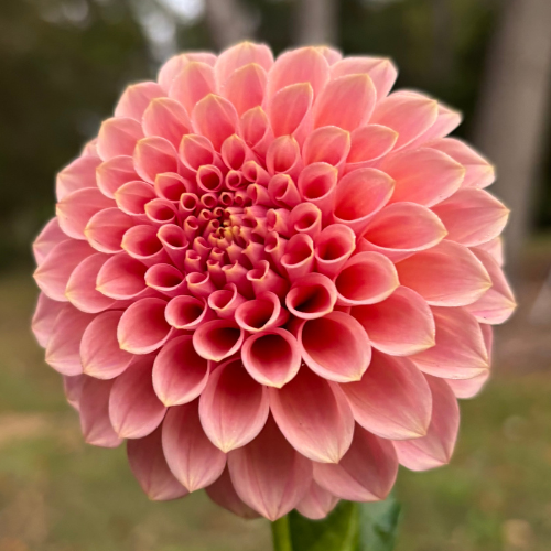 Rock Run Ashley Dahlia Tuber