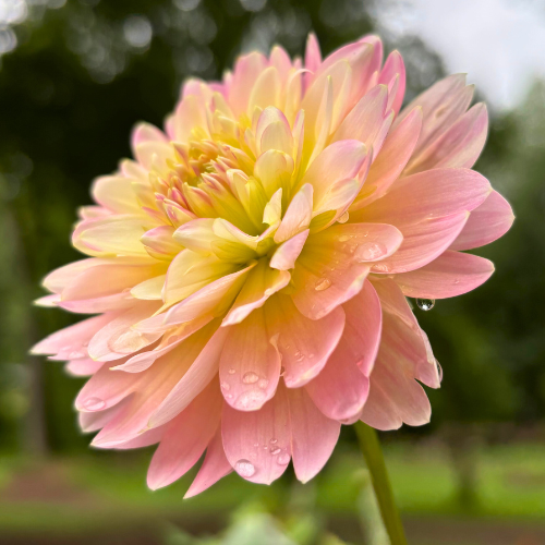 Rosemary Webb Dahlia Tuber