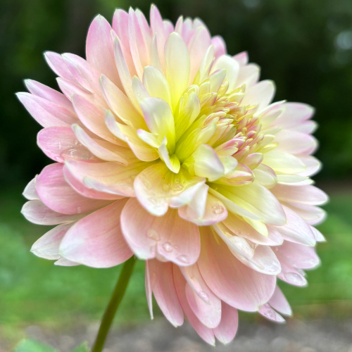 Rosemary Webb Dahlia Tuber - Dahlia Flowers In Bloom