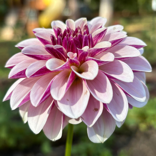 Salish Twilight Girl