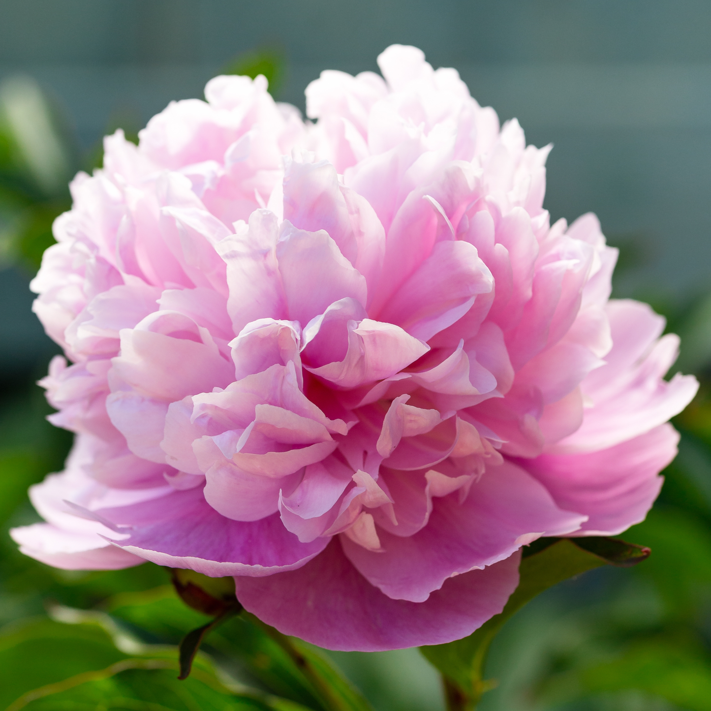 Sarah Bernhardt peony