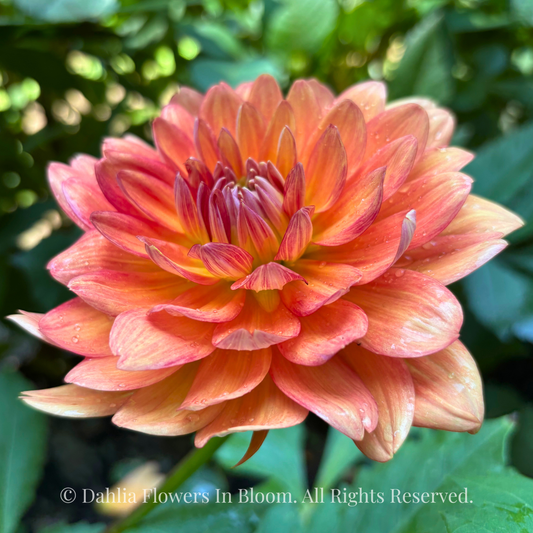 Shep’s Memory Dahlia Tuber
