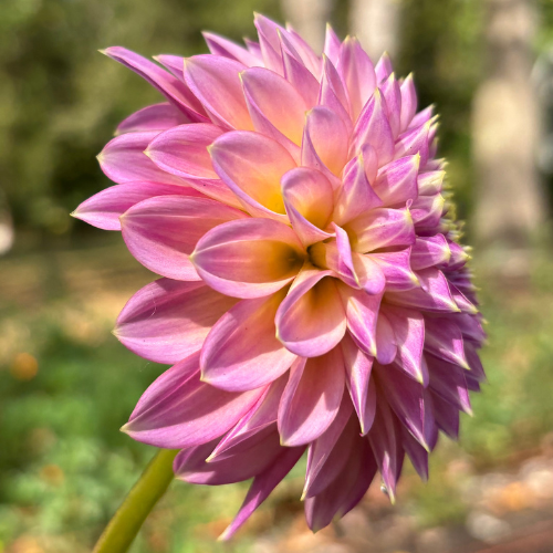 Skipley Spot of Gold Dahlia Tuber - Dahlia Flowers In Bloom