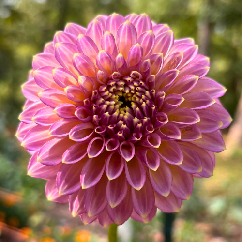 Skipley Spot of Gold Dahlia Tuber - Dahlia Flowers In Bloom