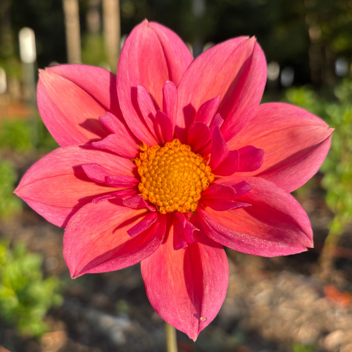 Strawberry Bonbon Dahlia Cutting Local Pickup ONLY - Dahlia Flowers In Bloom