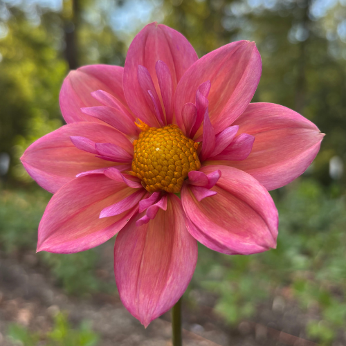Strawberry Bonbon Dahlia Tuber - Dahlia Flowers In Bloom