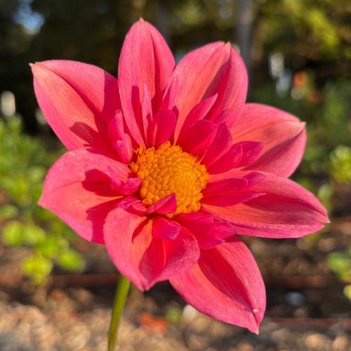 Strawberry Bonbon Dahlia Cutting Local Pickup ONLY - Dahlia Flowers In Bloom