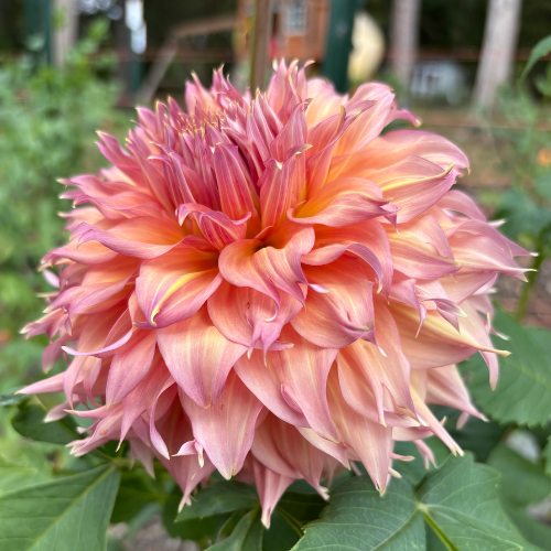 Summer Rain Dahlia Tuber - Dahlia Flowers In Bloom