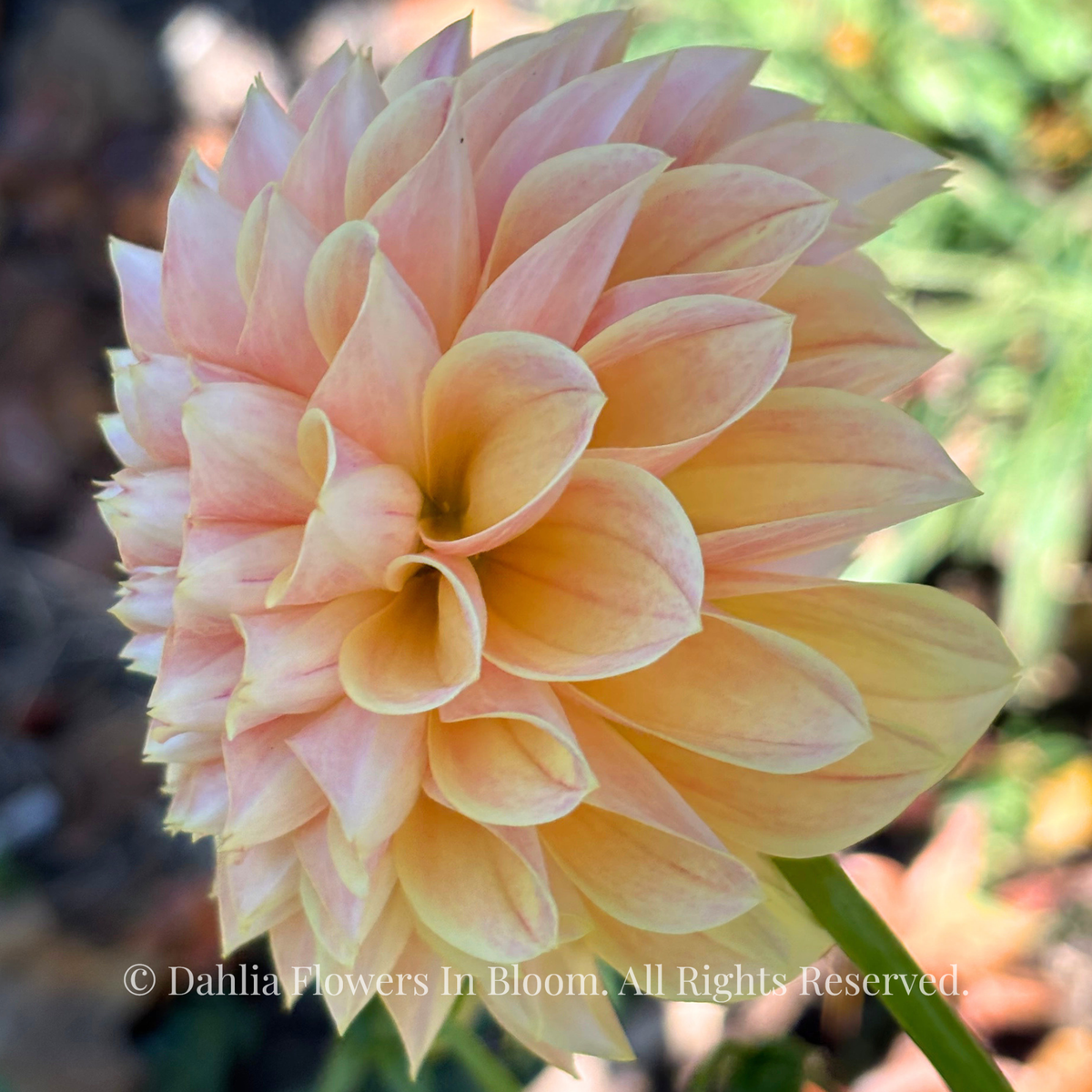 Sweet Suzanne Dahlia