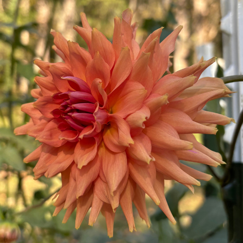 Terracotta Dahlia Tuber