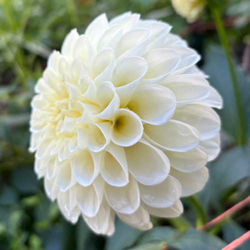 20th Ave & Baker Rd Dahlia Tuber - Dahlia Flowers In Bloom
