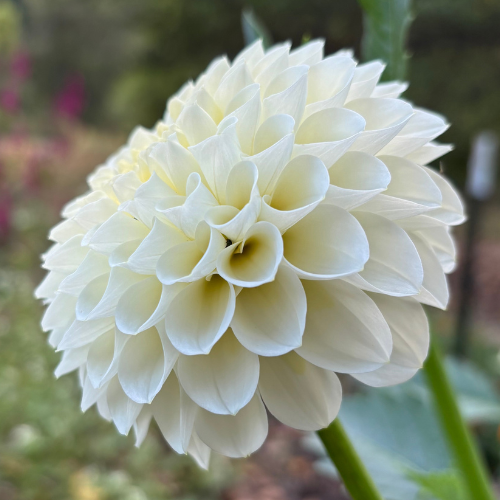 20th Ave & Baker Rd Dahlia Tuber - Dahlia Flowers In Bloom