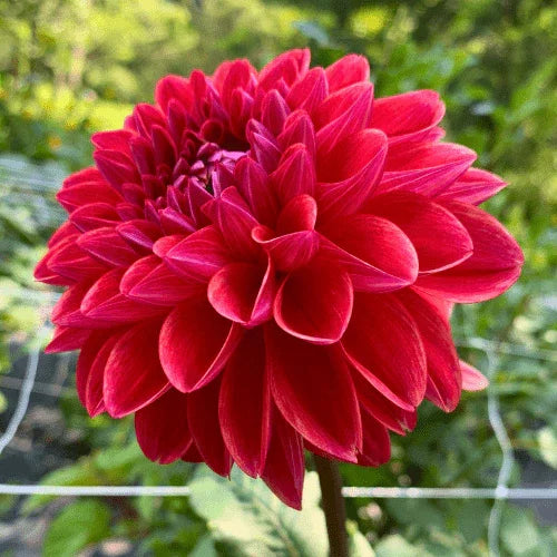 All That Jazz Dahlia Tuber - Dahlia Flowers In Bloom