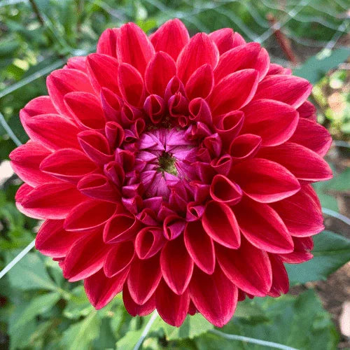 All That Jazz Dahlia Tuber - Dahlia Flowers In Bloom