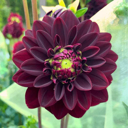 Arabian Night Dahlia Tuber - Dahlia Flowers In Bloom