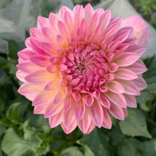 Bloomquist Alan Bulk (5 Tubers) - Dahlia Flowers In Bloom
