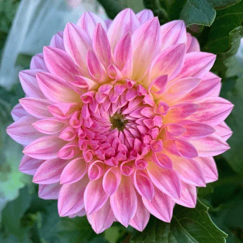 Bloomquist Alan Bulk (5 Tubers) - Dahlia Flowers In Bloom