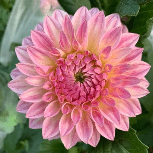 Bloomquist Alan Bulk (5 Tubers) - Dahlia Flowers In Bloom
