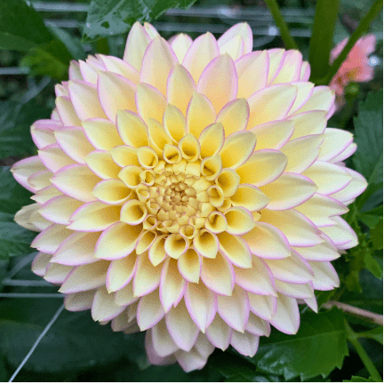 Bloomquist Blush - Dahlia Flowers In Bloom