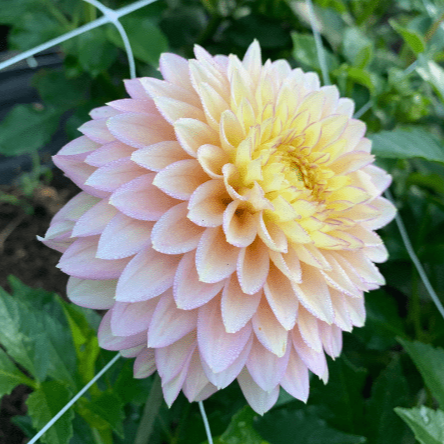 Bloomquist Blush - Dahlia Flowers In Bloom