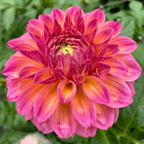Bloomquist Dave Bulk (5 Tubers) - Dahlia Flowers In Bloom