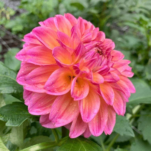 Bloomquist Dave Bulk (5 Tubers) - Dahlia Flowers In Bloom