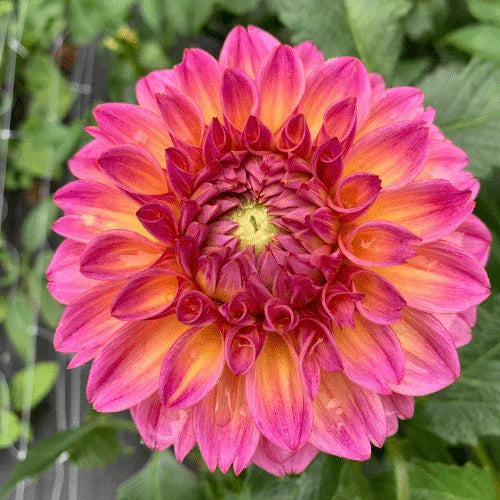 Bloomquist Dave Bulk (5 Tubers) - Dahlia Flowers In Bloom