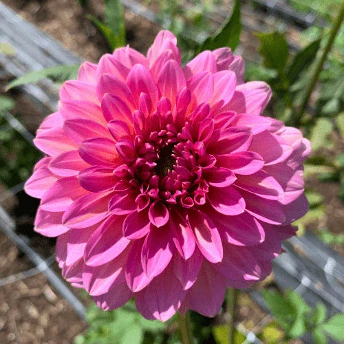 Bloomquist Mojo Dahlia Cutting Local Pickup ONLY - Dahlia Flowers In Bloom