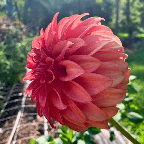 Bloomquist Pleasing Dahlia Tuber - Dahlia Flowers In Bloom
