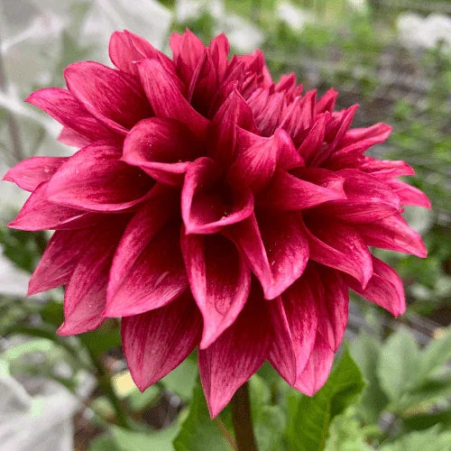 Bloomquist York Dahlia Tuber - Dahlia Flowers In Bloom