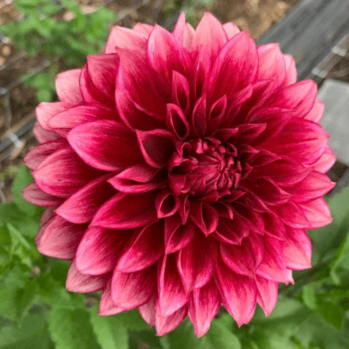 Bloomquist York Dahlia Tuber - Dahlia Flowers In Bloom
