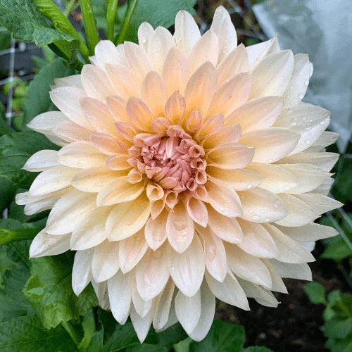 Cafe Au Lait Bulk (5 Tubers) - Dahlia Flowers In Bloom