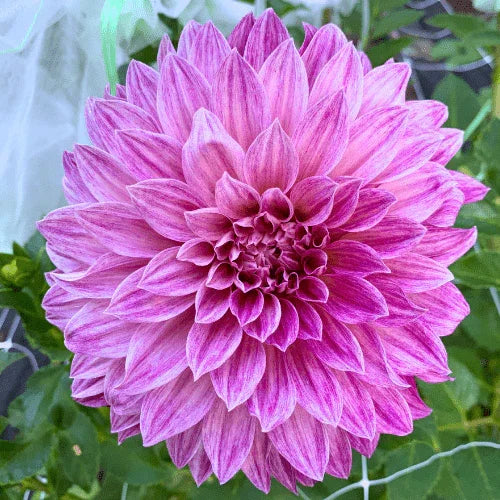 Cafe Au Lait Royal Dahlia Tuber - Dahlia Flowers In Bloom