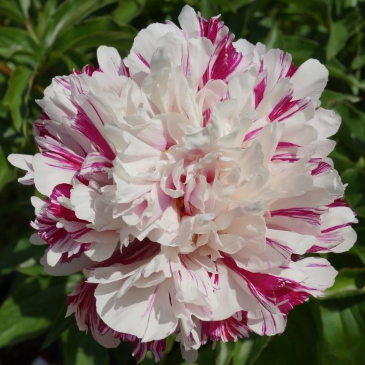 candy stripe peony