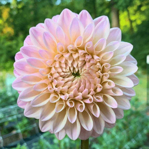 Castle Drive Dahlia Tuber - Dahlia Flowers In Bloom