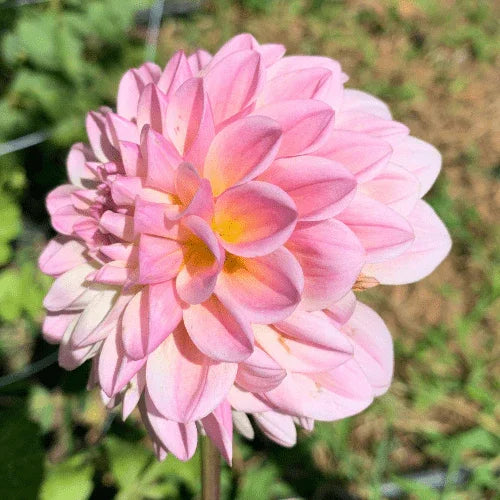 Coralie Dahlia Tuber - Dahlia Flowers In Bloom