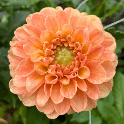 Crichton Honey Bulk (5 Tubers) - Dahlia Flowers In Bloom
