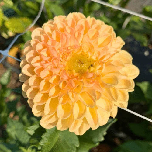 Crichton Honey Bulk (5 Tubers) - Dahlia Flowers In Bloom