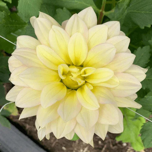 Day Dreamer Dahlia Tuber - Dahlia Flowers In Bloom