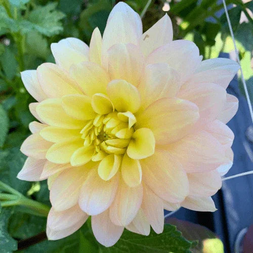 Day Dreamer Dahlia Tuber - Dahlia Flowers In Bloom